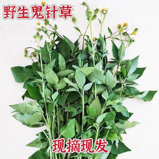 鬼针草新鲜一包针四方枝潮汕方骨苦楝三叶鬼针草金盏银盘中药材