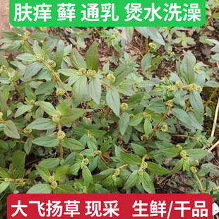 新鲜飞扬草现采乳籽草大飞扬大乳汁草飞扬草洗澡中草药材包邮