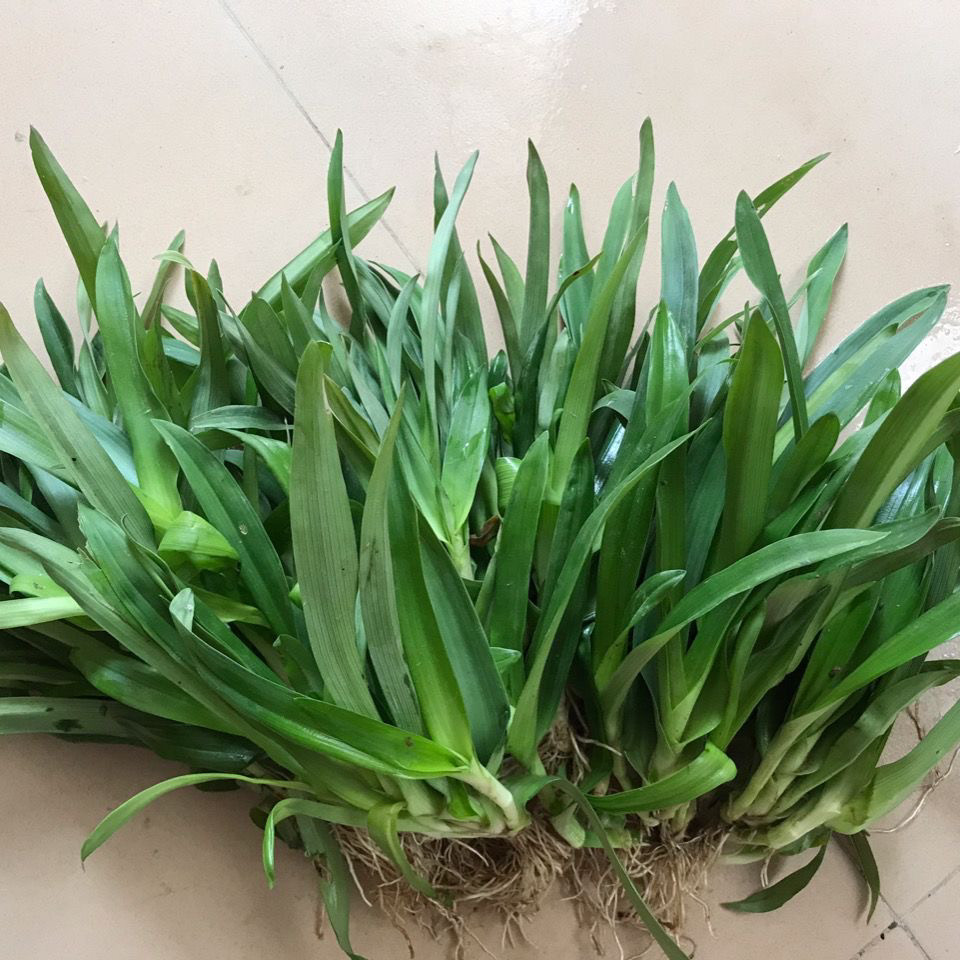 痰火草新鲜狮子草化草围夹草玻璃草潮汕白兰围夹草