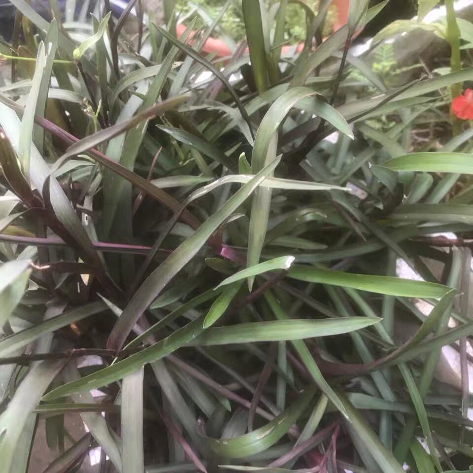 紫叶痰火草新鲜红骨化核草围夹草广东紫猫爪草中药材