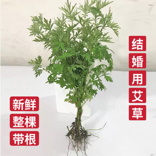 结婚用小叶艾草新鲜五月艾整棵带根食用泡脚月子洗头正艾中药材
