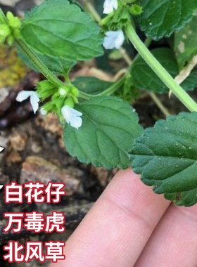 白绒草新鲜白花茶匙红塔仔草福建白花草万毒虎老虎花北风草银针七