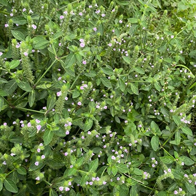 爵床新鲜六角英纯天然爵床孩儿草土夏枯草六角仙小青草