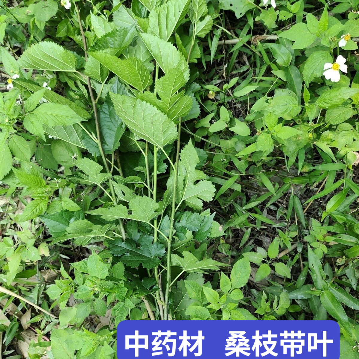 桑树枝叶中药材桑葚树枝条带叶天然新鲜蚕宝宝饲料现采桑树根