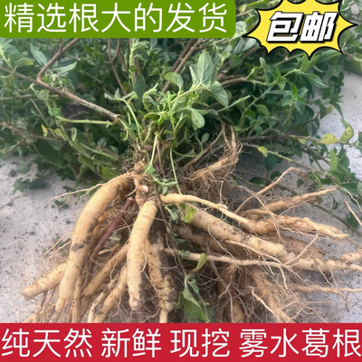 雾水葛草新鲜糯米藤 捆仙绳 咄脓膏 粘榔牛白藤脓见消鸡藤狗头藤