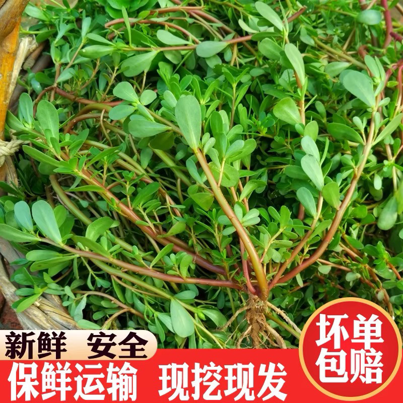 红梗马齿苋菜新鲜包邮现摘红杆马