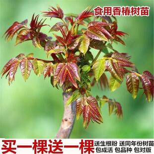 红油香椿苗 四季食用椿树苗盆栽地栽香椿树苗南方北方种植树苗