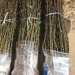 100棵 花椒苗新品种花椒大红袍花椒树苗花椒树苗北方抗寒花椒树苗