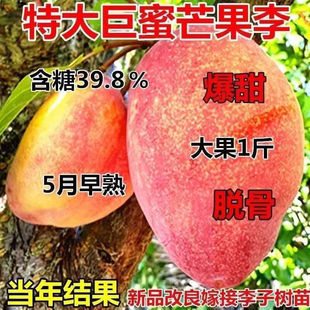 新品种嫁接特大果芒果李子树苗广西直发南北方种植抗旱耐寒当年结