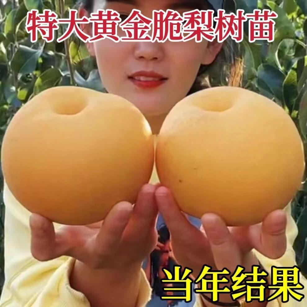 特大嫁接新品种梨树苗秋月梨黄金梨苗耐寒南北方种植盆地当年结果