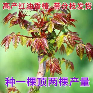 香椿树苗正宗红油香椿苗香椿树可食用红芽香椿树苗盆栽地栽香春