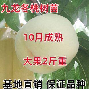 嫁接冬桃九龙冬桃树苗桃子苗脆甜雪桃苗脆桃蜜桃毛桃爆炸白桃树苗