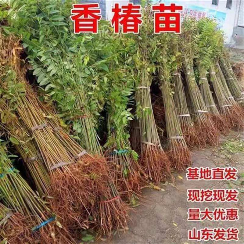 香椿树苖b新鲜红油四季早采摘正
