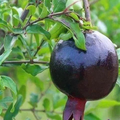 正宗石榴树苗墨玉石榴特大石榴果树南北方种植庭院盆栽矮化黑石榴