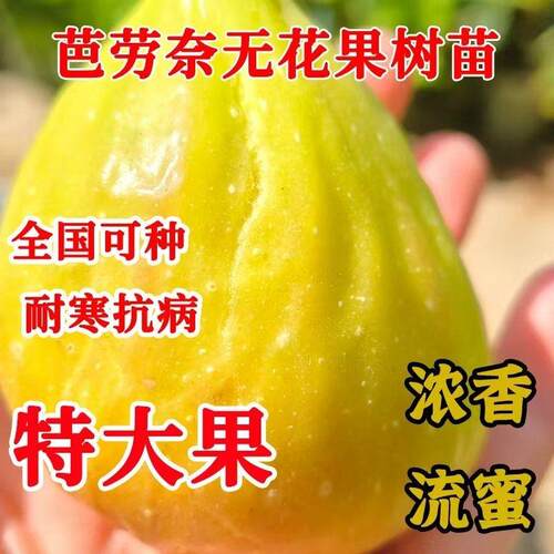 新品种芭劳奈无花果树苗Banane无花果树苗 无花果盆栽地栽果树苗