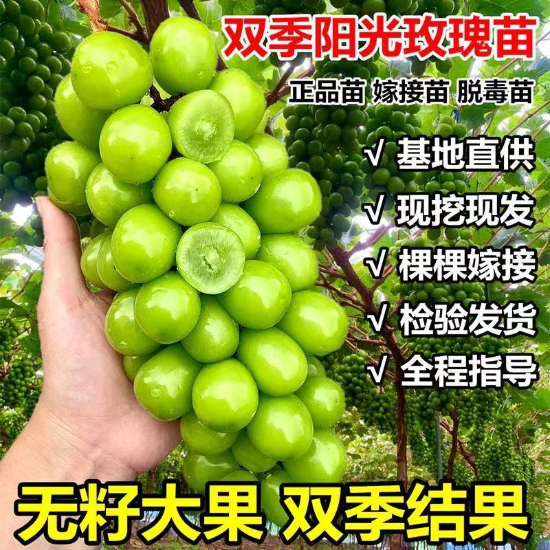 阳光玫瑰葡萄树苖盆栽无架无籽巨峰果树果苗南方种植北方耐寒好养图片