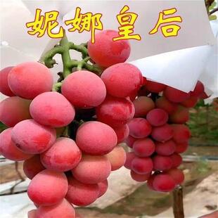 妮娜皇后葡萄树苗新品种特大香甜抗寒耐冻盆栽地栽爬藤葡萄树苗