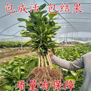 新品种果树苗柚子品种玉环文旦柚苗文旦柚树苗无核柚子品种柚子苗