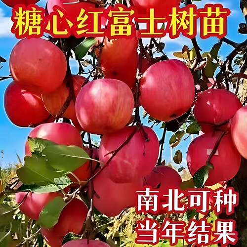 新品种新疆阿克苏冰糖心苹果苗嫁接苹果树苗南北种植果树当年结果
