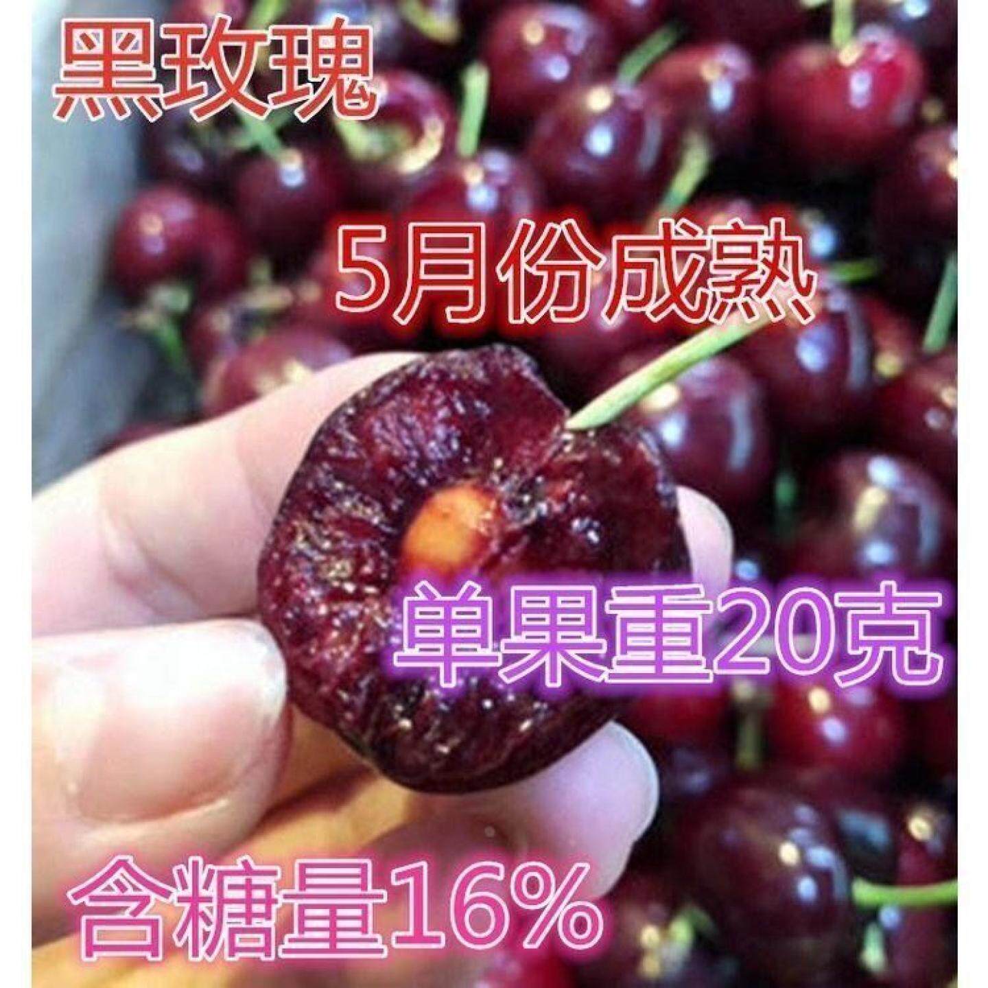 黑玫瑰樱桃苗樱桃树苗乌克兰樱桃树苗嫁接果树苗当年结果庭院种植
