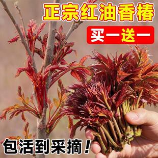香椿树苖食用新鲜红油地栽盆栽芽菜南方北方种植四季正宗春芽树苗