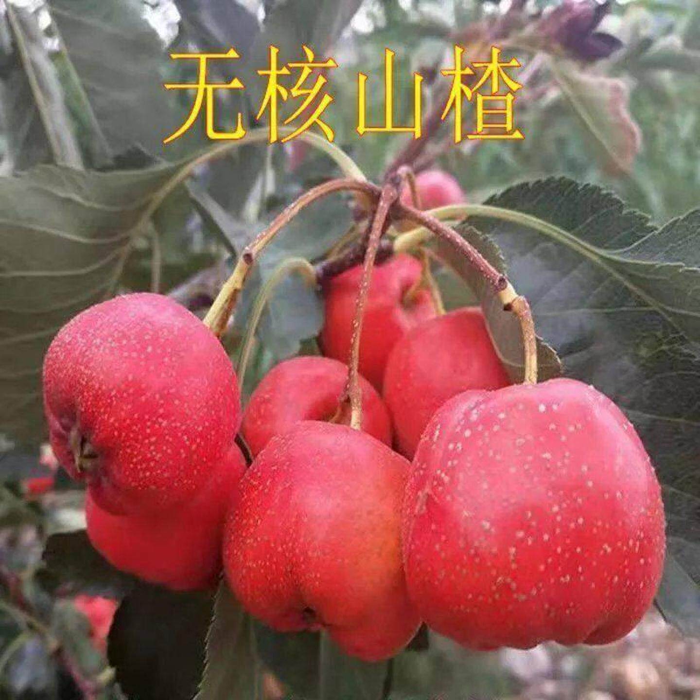 新无籽山楂树活苗盆栽地栽南方北方种植山楂苖当年结果山里红树苗