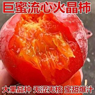 无核火晶柿子盆栽树苗矮化柿子树苗超矮巨蜜流心软柿子南北方耐寒