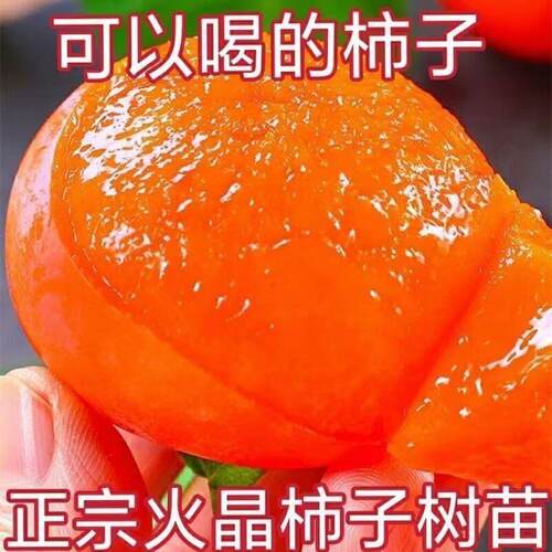 陕西临潼火晶柿子树苗嫁接无核高产苗火罐柿子苗南方北方庭院果树