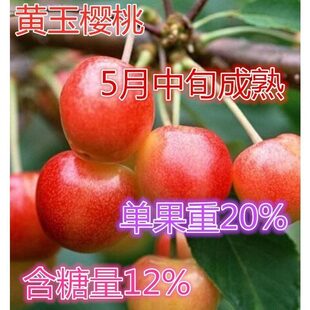 黄玉樱桃苗樱桃苗黑玫瑰樱桃树苗耐寒当年结果庭院种植嫁接樱桃苗