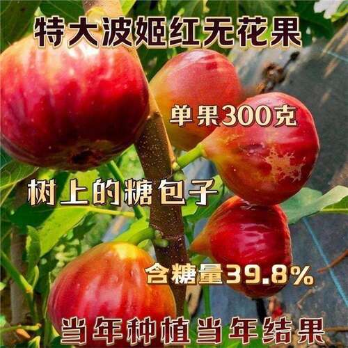 带果无花果树果苗特大果盆栽地栽波姬红青皮无花果苗树苗南方北方