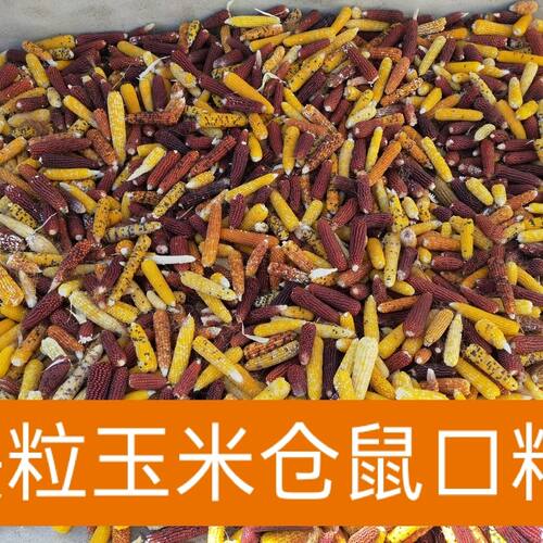 新货农家小玉米自产自销仓鼠金丝熊兔粮磨牙小玉米超小零食玉米棒