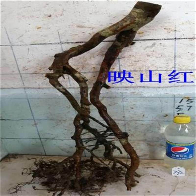 老鸦柿金弹d子树桩桩材素材绿w植练手桩金豆黄杨映山红杜鹃赤楠盆