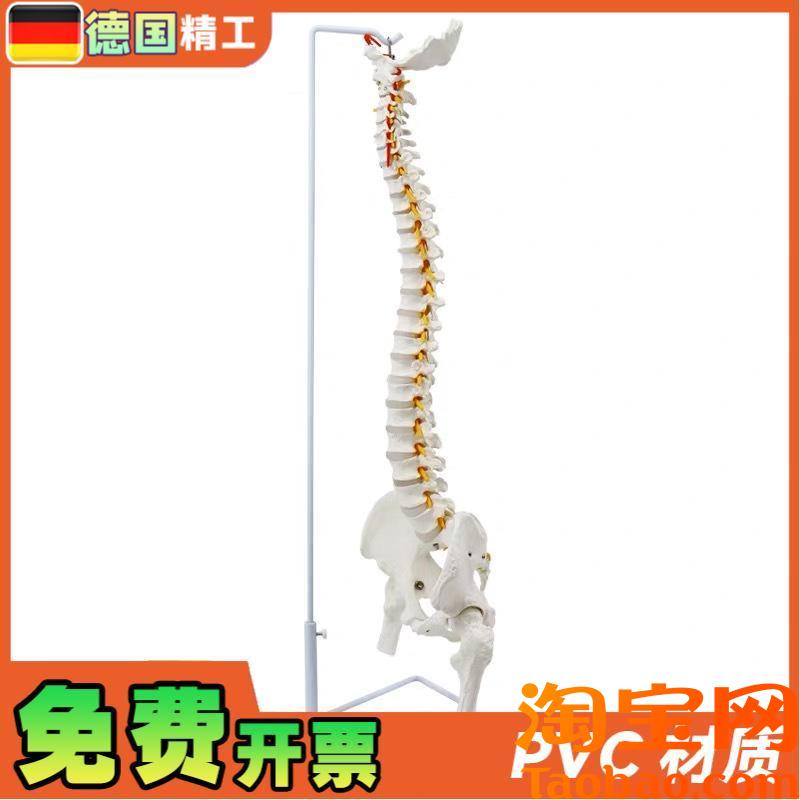 原装适用德国】成人85cm人体脊柱神经骨盆骨骼模型腰椎可弯曲正骨