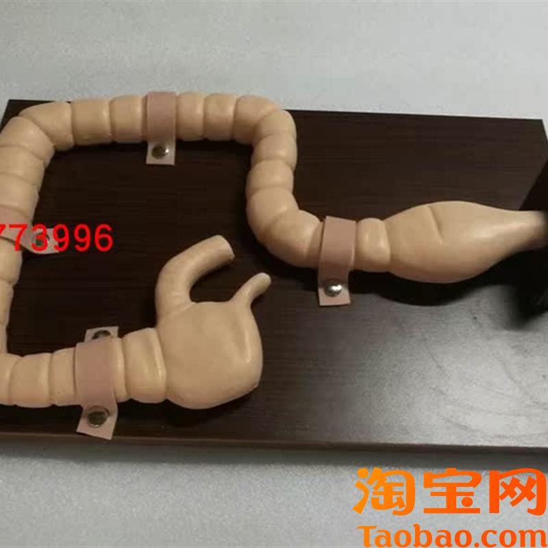 原装适用乙状结肠镜检查模型大肠肠道病变检查模型