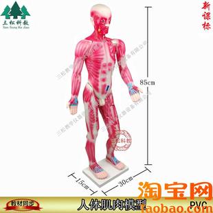 33219人体肌肉模型85CM生物器材pvc教学Y仪器保证正品