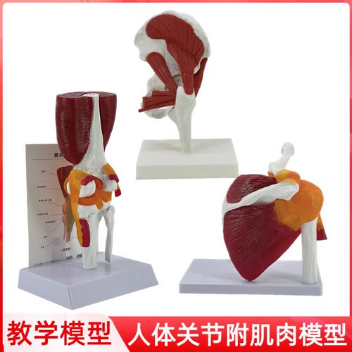 人体关节附肌肉模型 髋s关节肩锁关节肩峰结构 膝关节肌肉解剖