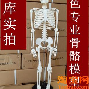 专业美术艺用医用标准仿真人骨85CM人体骨P骼骨架模型脊柱模型
