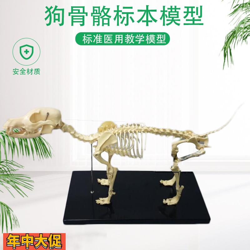 骨科器械狗骨骼标本模型宠物动物狗猫犬教学骨架骨头骨骼模型