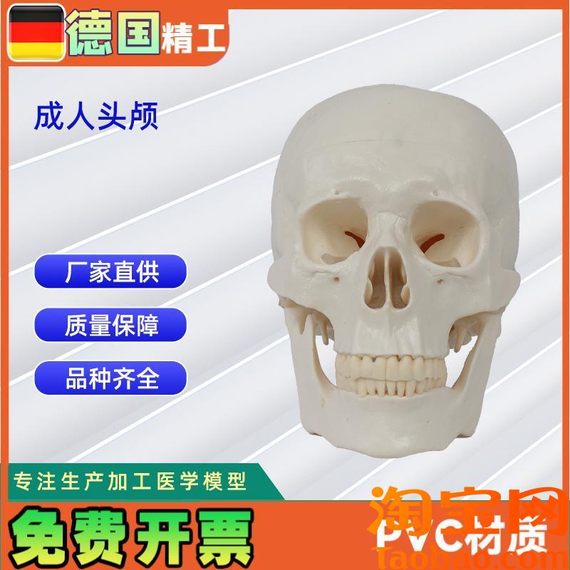 成人头颅20*14.5*17.5CM医学人体头Q骨模型骨科教学模具