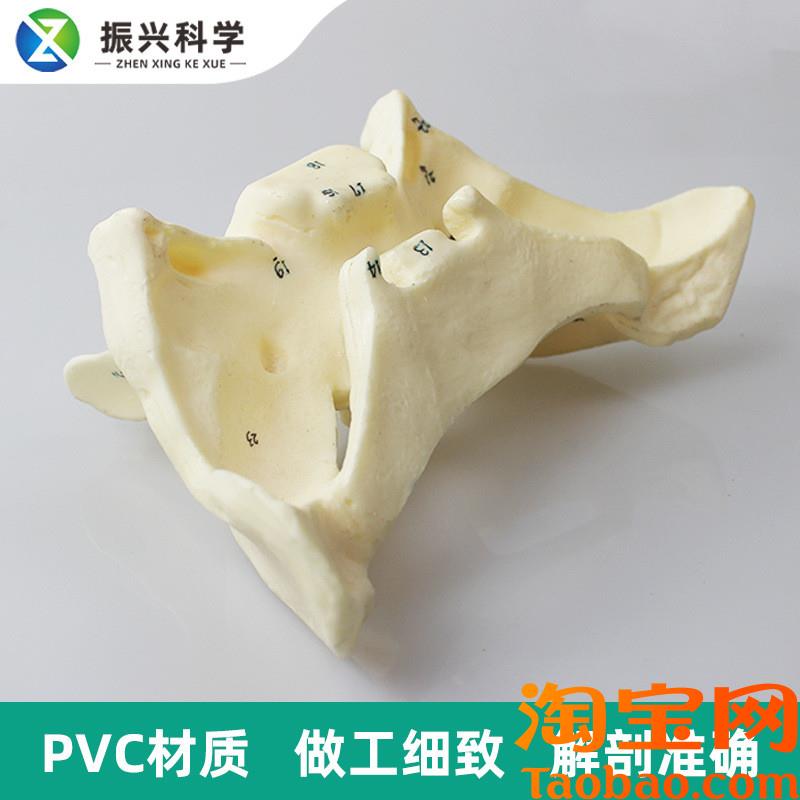 原装适用人体蝶骨放大标数字模型教学解剖模型蝶骨模型