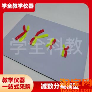 减数分裂中染色体l变化模型组件磁吸式磁贴高中生物实验器材教学