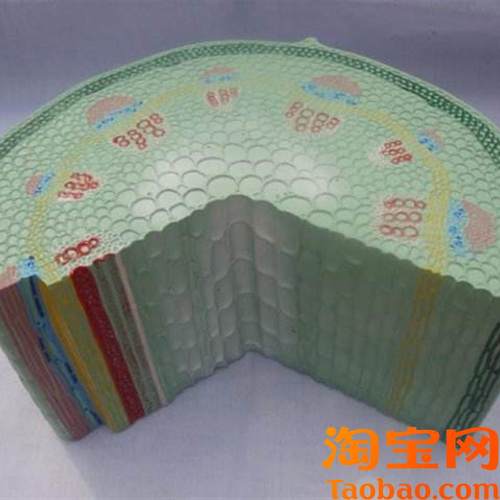 双子叶子植物茎模型生物解剖放大教X学用模具标本