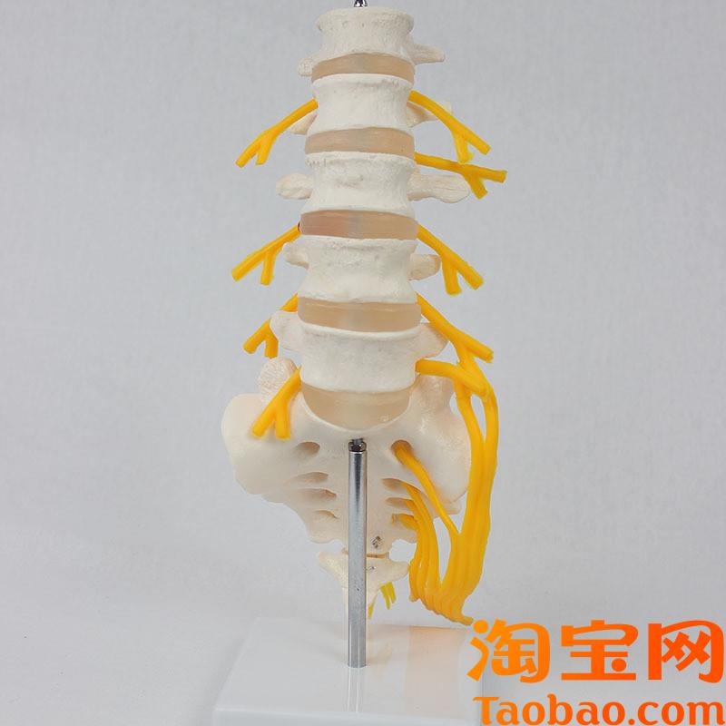 原装适用5节腰椎带骶骨打开附马尾神经人体骨骼模型