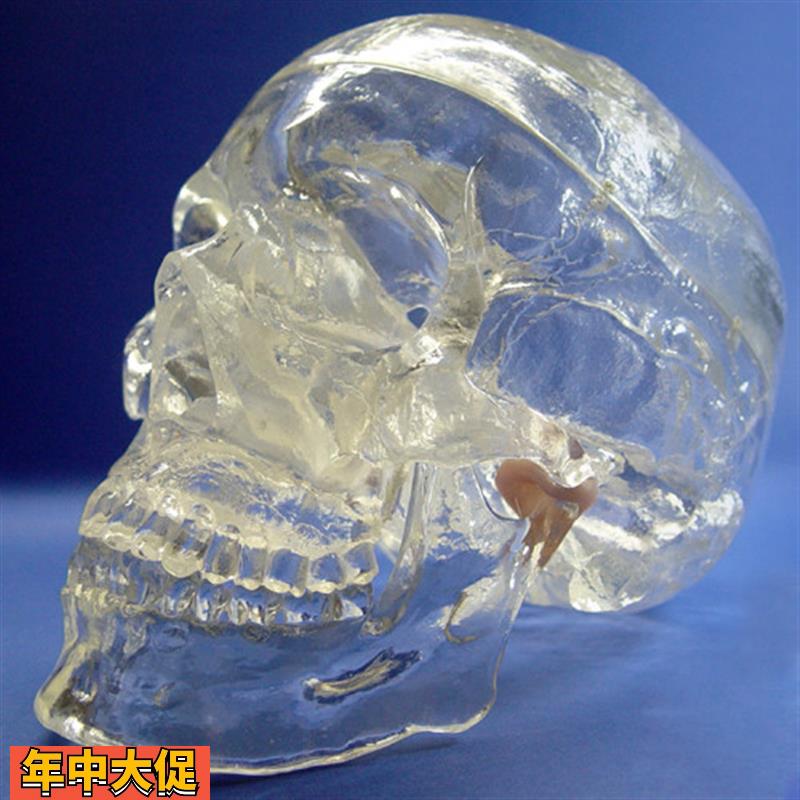 颐诺正品透明人体头颅骨解剖模型水晶头骨神经科X光介入模型