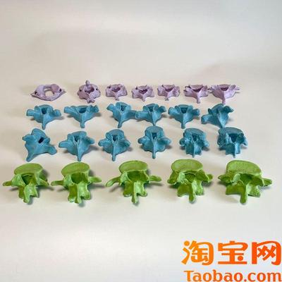 康泰人体脊柱模型脊椎骨模型颈椎胸椎腰椎关节脊柱寰Y椎枢椎散装