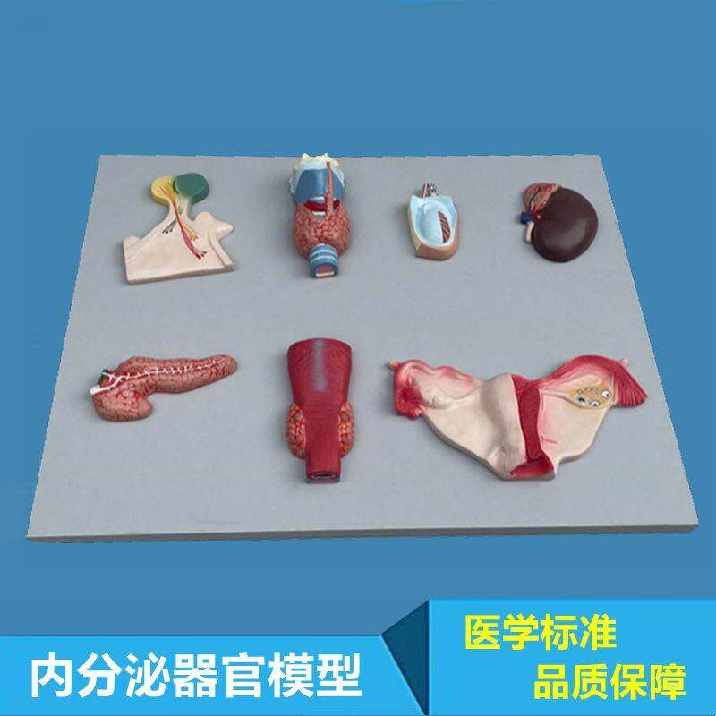 内分泌器官模型脑垂体p甲状腺肾上腺睾丸胰腺卵巢医学生理医药促