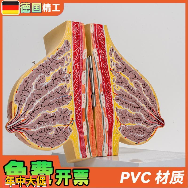 德国】哺乳期女性乳房解剖模型胸部结构模具乳腺剖面乳教具1比1正