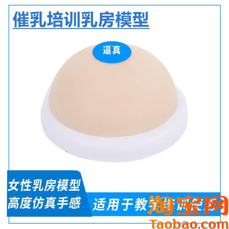 仿真咪咪球硅胶乳房教具倒模胸部大D奶模型双侧催乳师家政护理培