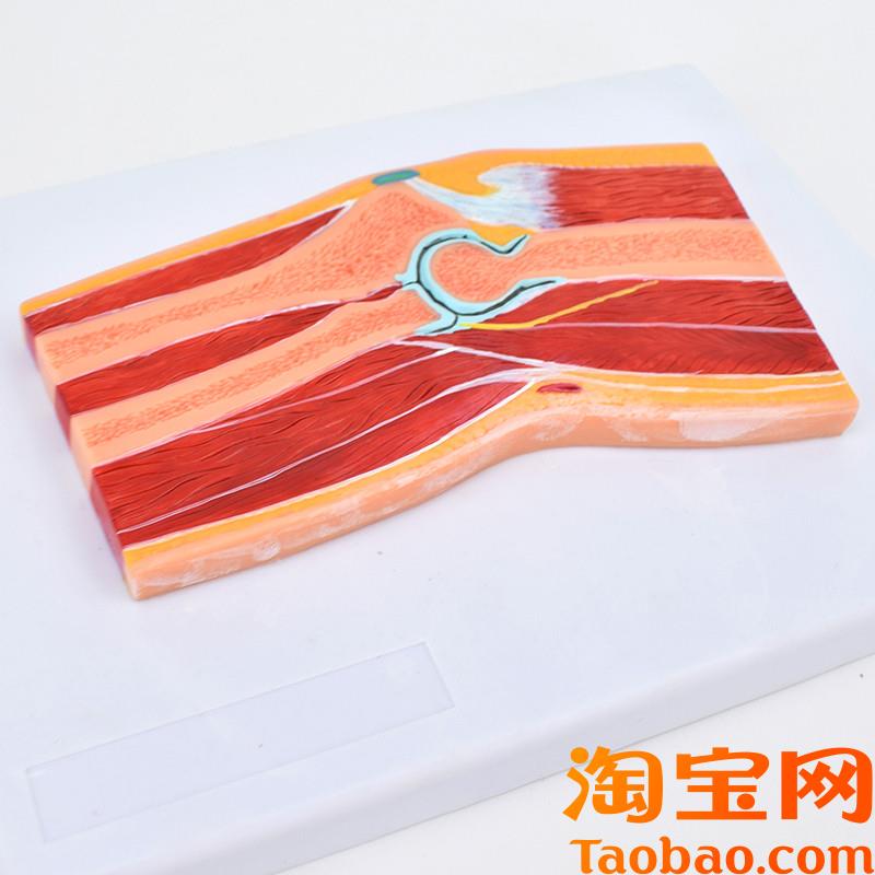原装适用ENOVO颐诺医学解剖肘关节骨骼肌肉模型肘关节剖面肘关节