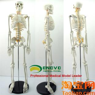 ENOVO颐诺85CM人体骨骼脊神经模H型医学用瑜伽健身教学习骨骼模